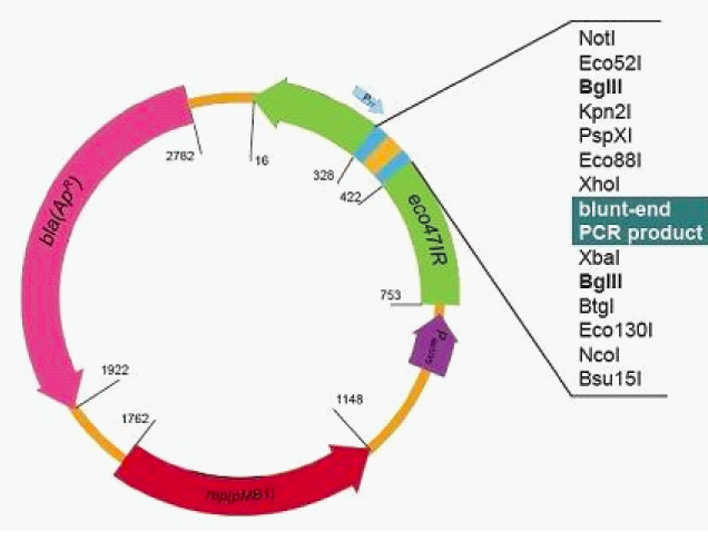 PZBack Ligation kit map